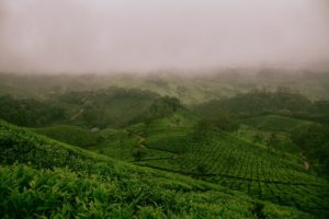 Hills covered with green plants