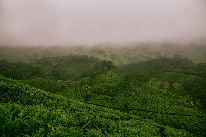 Hills covered with green plants